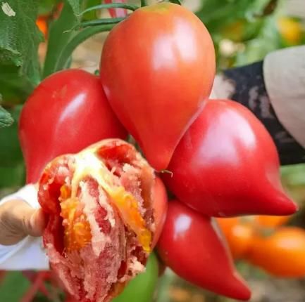 Imported Mango Honey Tomato Seeds