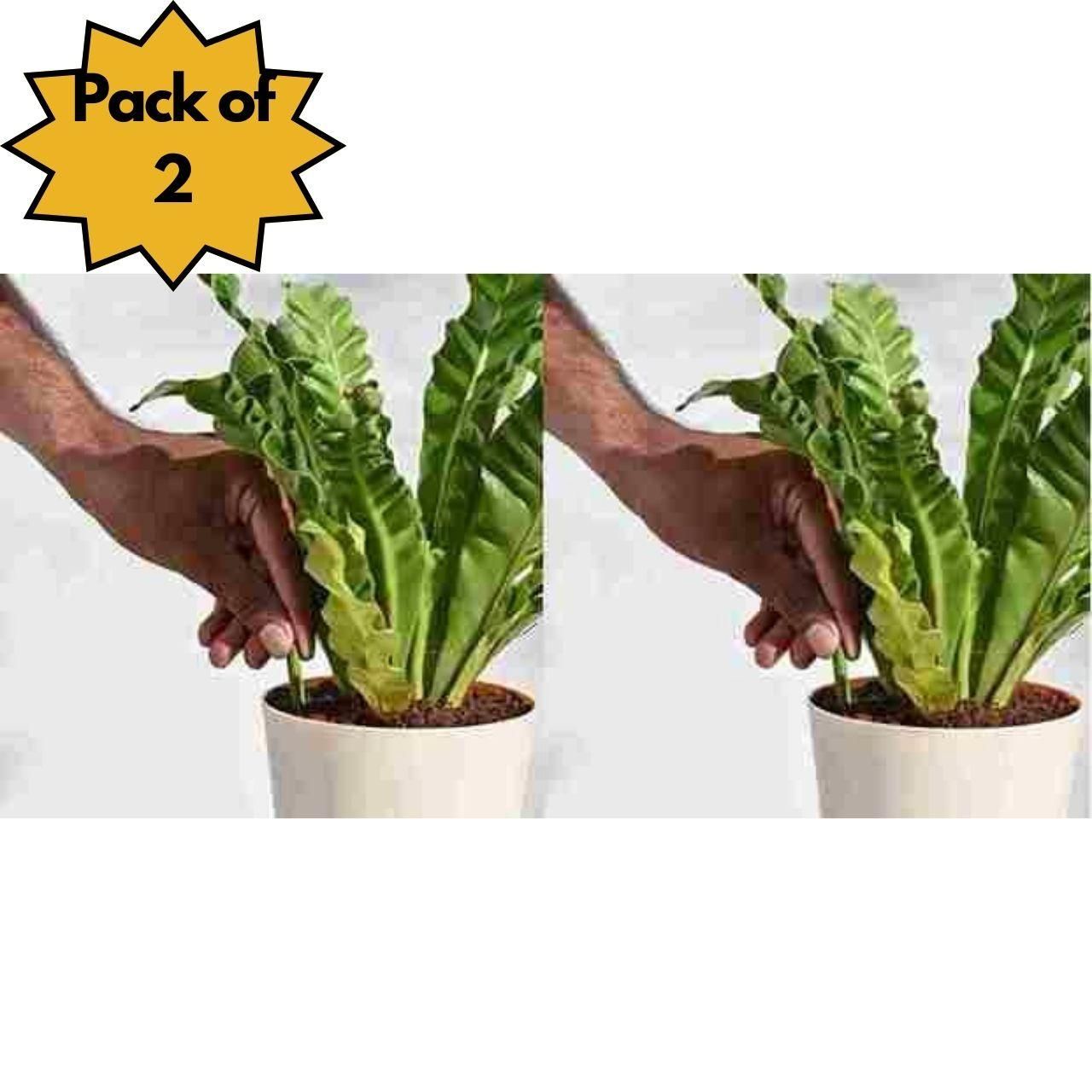🌱 All-in-One Plant Fertilizer Sticks - 50 Stick