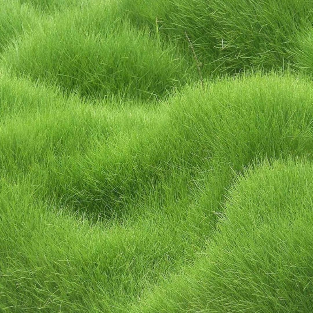 Lawn Grass Seeds , American Imported - (Pack of 1 , 100 seeds)