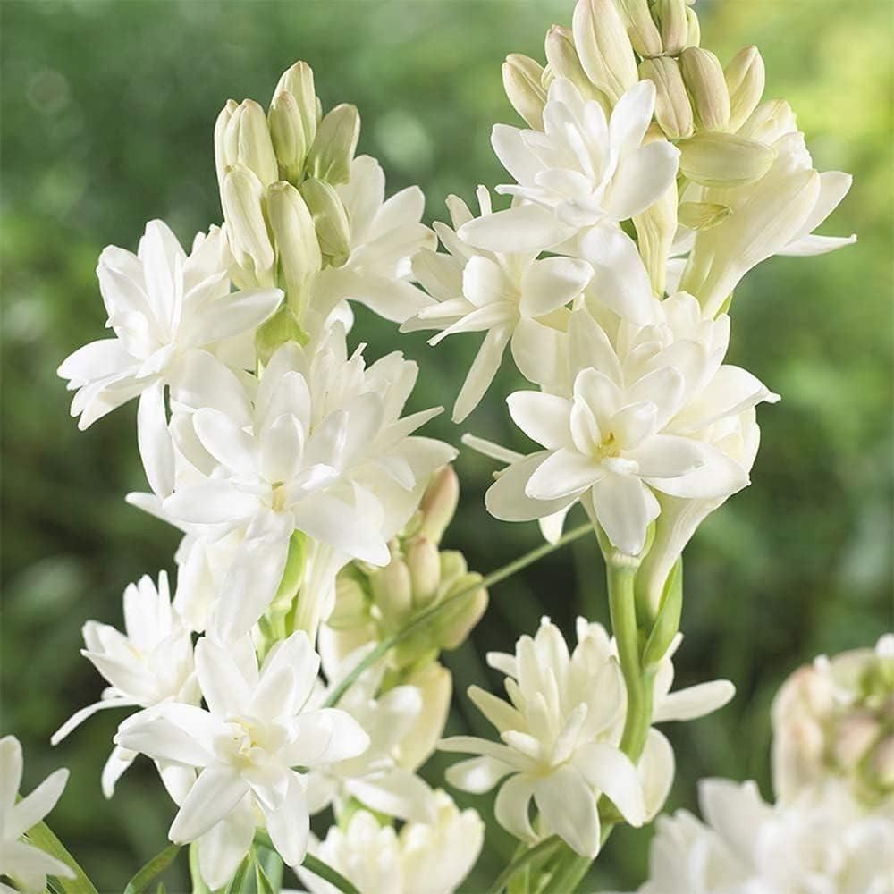 Royal Fragrance Rajnigandha Tuberose Bulbs (Pack of 2)