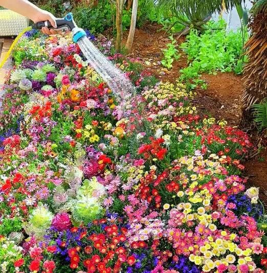 Royal Garden 100 Premium Flower Seeds + Free Plant Growth Supplement