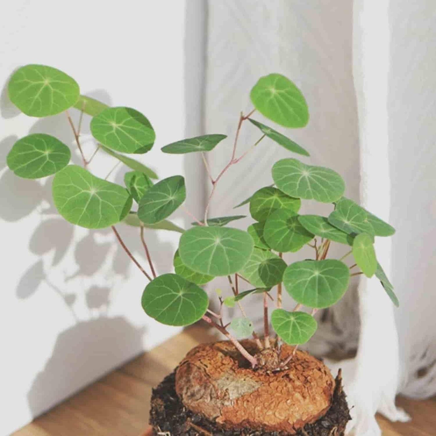 Stephania Erecta Air-Purifying Plant Bulb