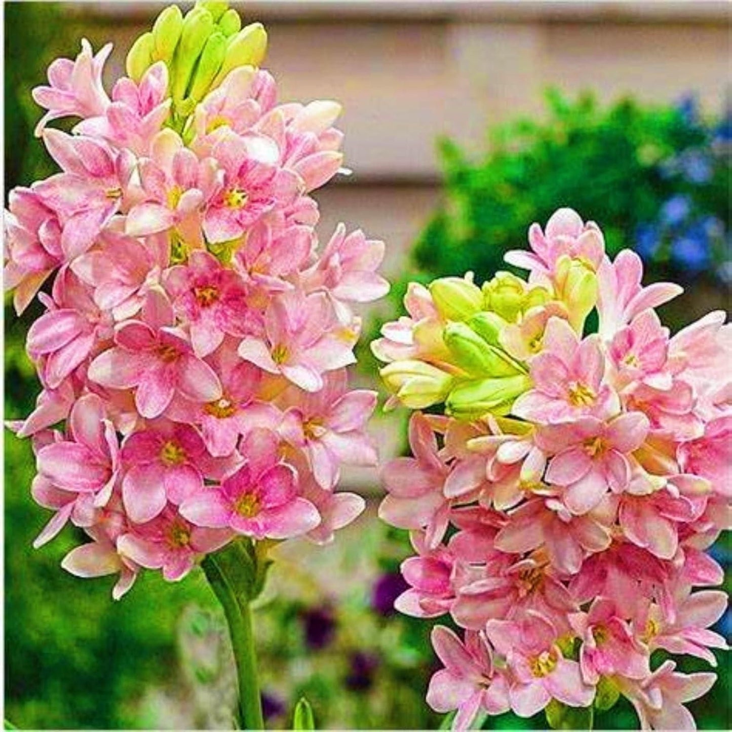 Royal Fragrance Rajnigandha Tuberose Bulbs (Pack of 2)