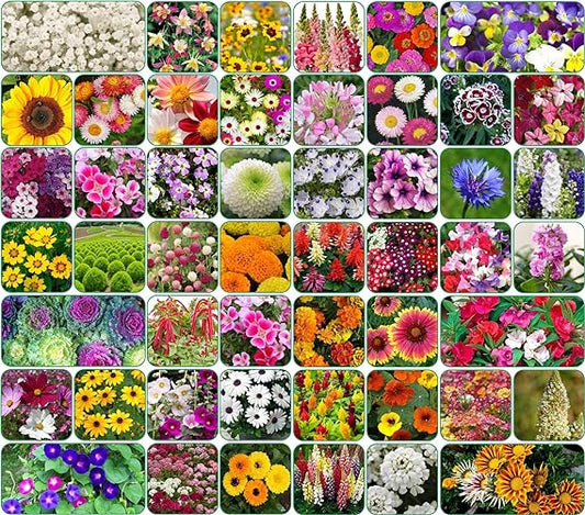 Royal Garden 100 Premium Flower Seeds + Free Plant Growth Supplement