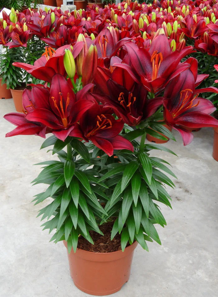 Bright Color Lily Bulbs