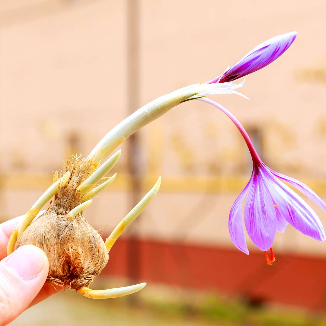 Saffron Bulbs