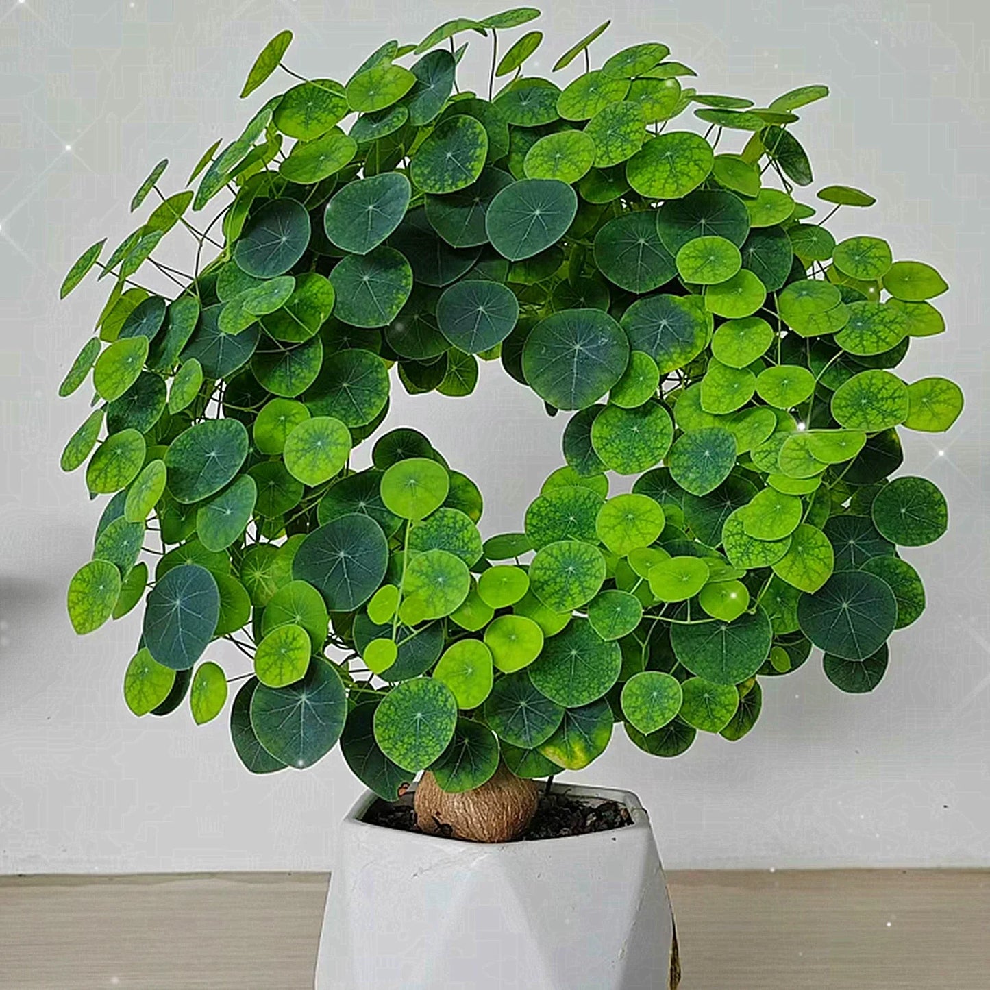 Stephania Erecta Air-Purifying Plant Bulb