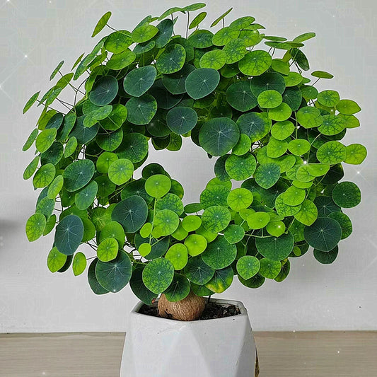 Stephania Erecta Air-Purifying Plant Bulb