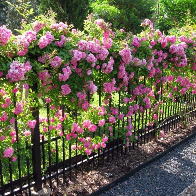 Elegant Climbing Rose Flower Seeds