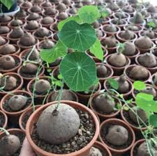 Stephania Erecta Air-Purifying Plant Bulb