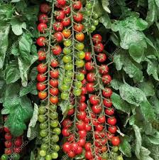 Imported Waterfall Tomato Seeds