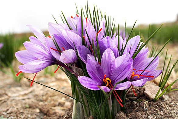 Saffron Bulbs