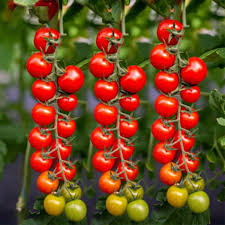 Imported Waterfall Tomato Seeds