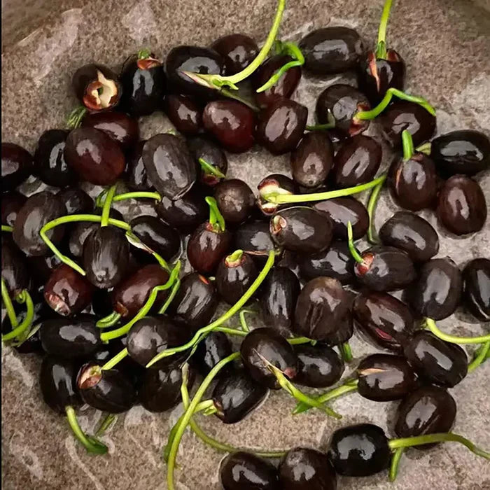 Bonsai Lotus Flower Seeds (50pc)