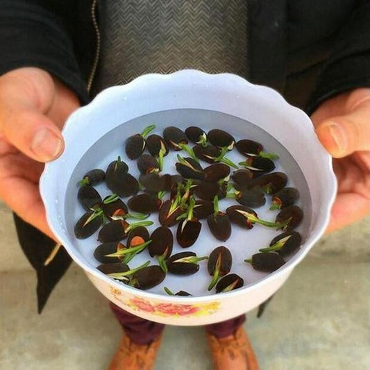 Bonsai Lotus Flower Seeds (50pc)