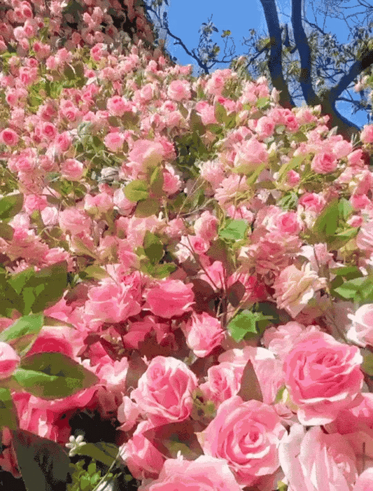 Elegant Climbing Rose Flower Seeds