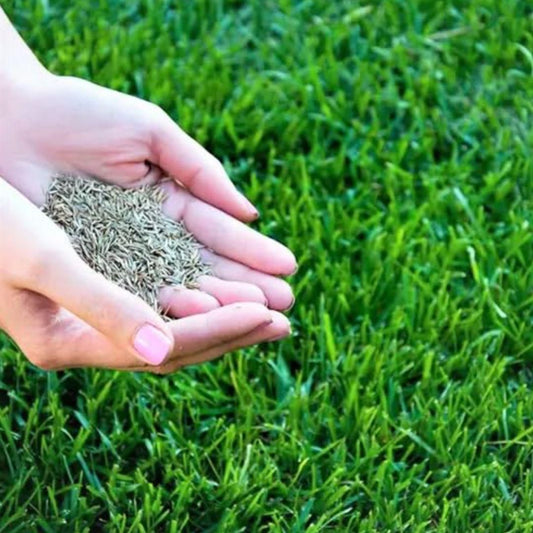 Lawn Grass Seeds , American Imported - (Pack of 1 , 100 seeds)