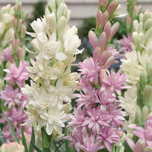 Royal Fragrance Rajnigandha Tuberose Bulbs (Pack of 2)