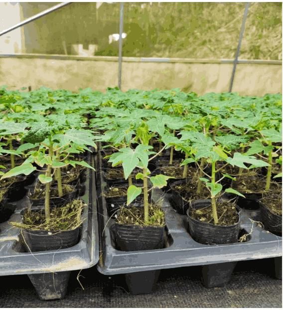 Imported Golden Creamy Papaya Seeds
