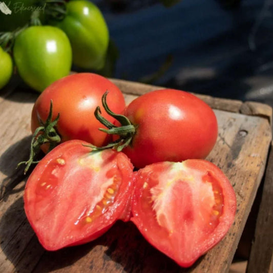 Imported Mango Honey Tomato Seeds