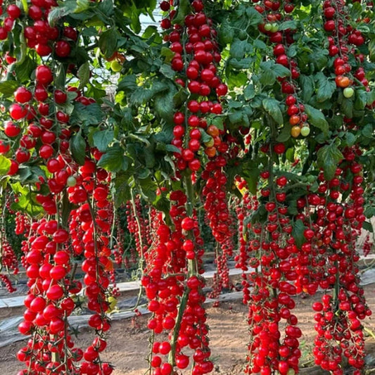 Imported Waterfall Tomato Seeds