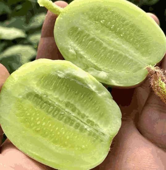Golden Boy Lady Cucumber