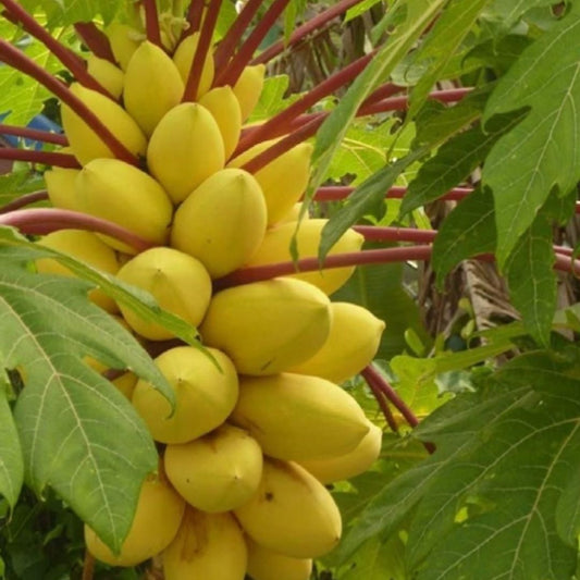 Imported Golden Creamy Papaya Seeds