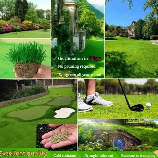 Lawn Grass Seeds , American Imported - (Pack of 1 , 100 seeds)