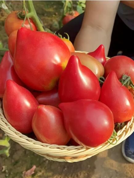 Imported Mango Honey Tomato Seeds