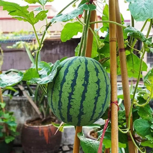 Imported Dwarf  Watermelon Seeds