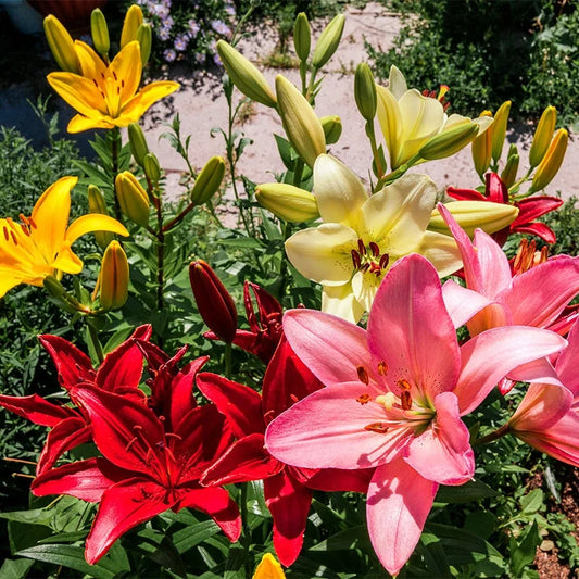 Bright Color Lily Bulbs