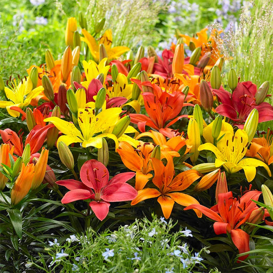 Bright Color Lily Bulbs