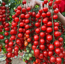 Imported Waterfall Tomato Seeds